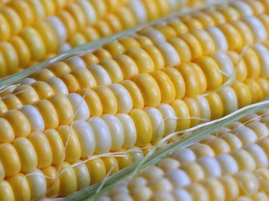 Vyzkoušejte smetanovou kukuřici nebo ji grilovejte Vyzkoušejte smetanovou kukuřici nebo ji grilovejte