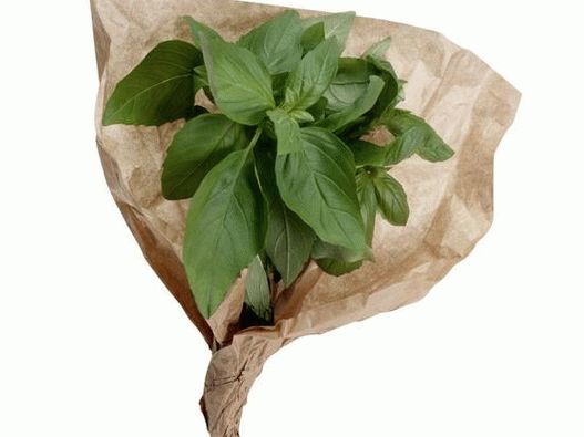 Basil s výraznou chutí je klasickým doplňkem zelených omáček pesto a salátů caprese Basil s výraznou chutí je klasickým doplňkem zelených omáček pesto a salátů caprese