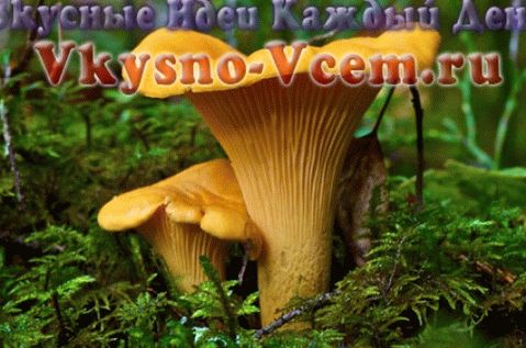 Recepty na nakládané a konzervované lišky