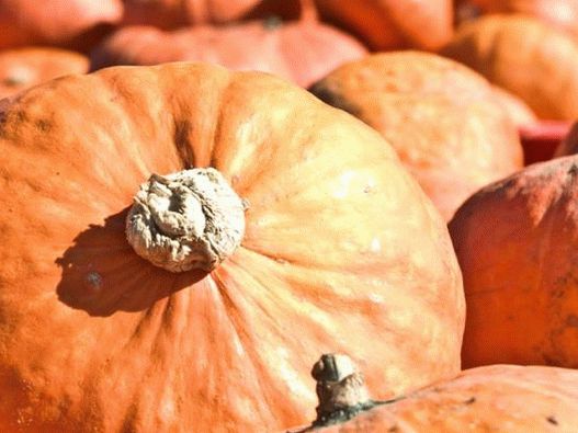 Foto - Hokkaido Pumpkin